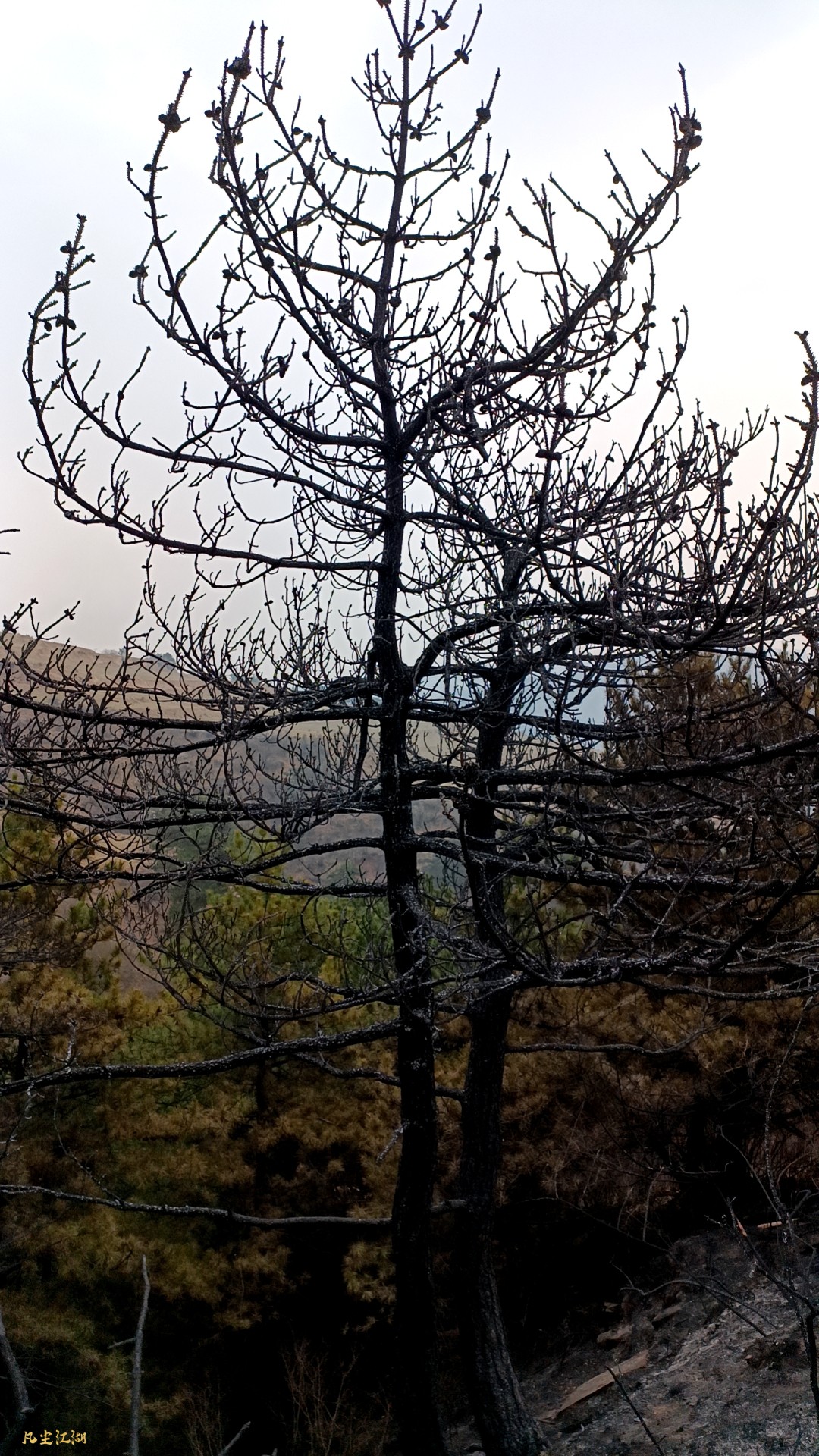 wx_camera_1744084572169.jpg